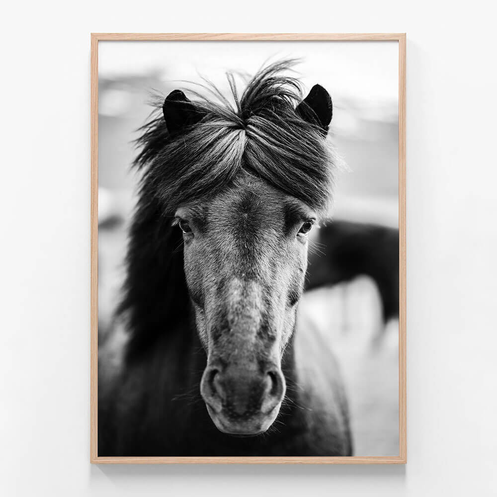 Black Horse Portrait