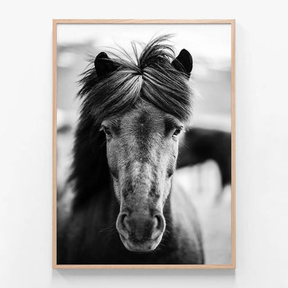 Black Horse Portrait