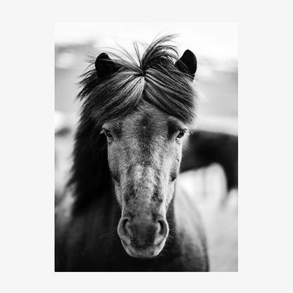 Black Horse Portrait