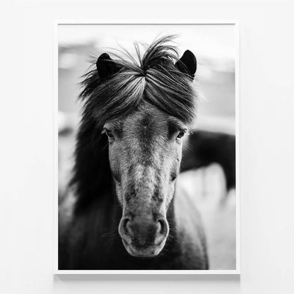 Black Horse Portrait