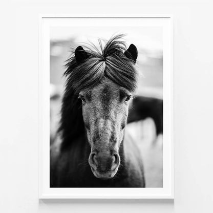 Black Horse Portrait