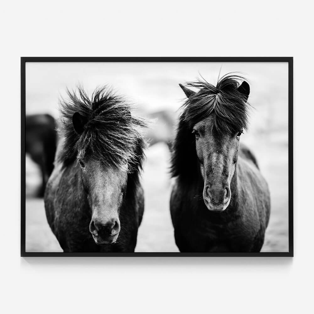 Black Horses