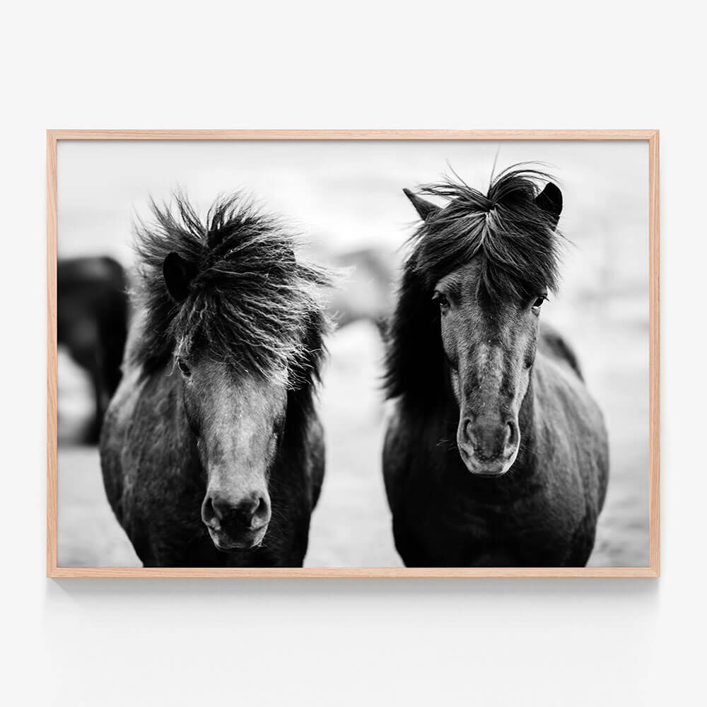 Black Horses
