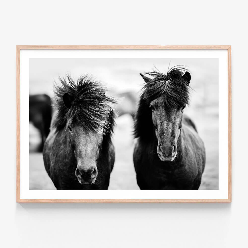 Black Horses