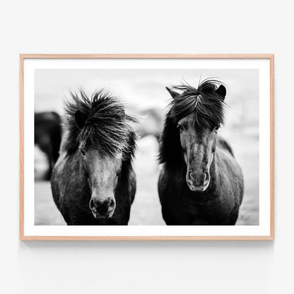 Black Horses