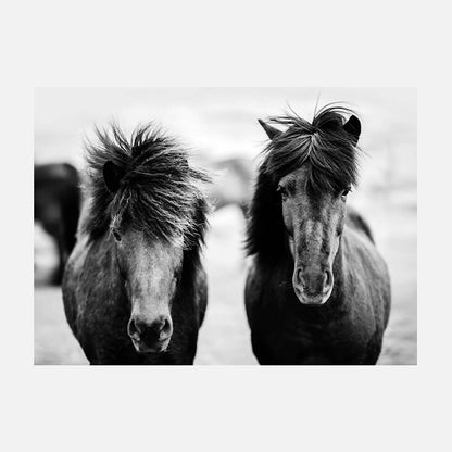 Black Horses