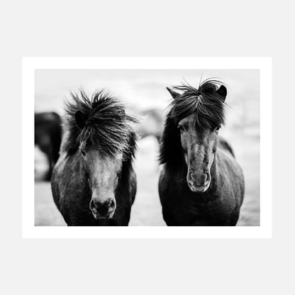 Black Horses