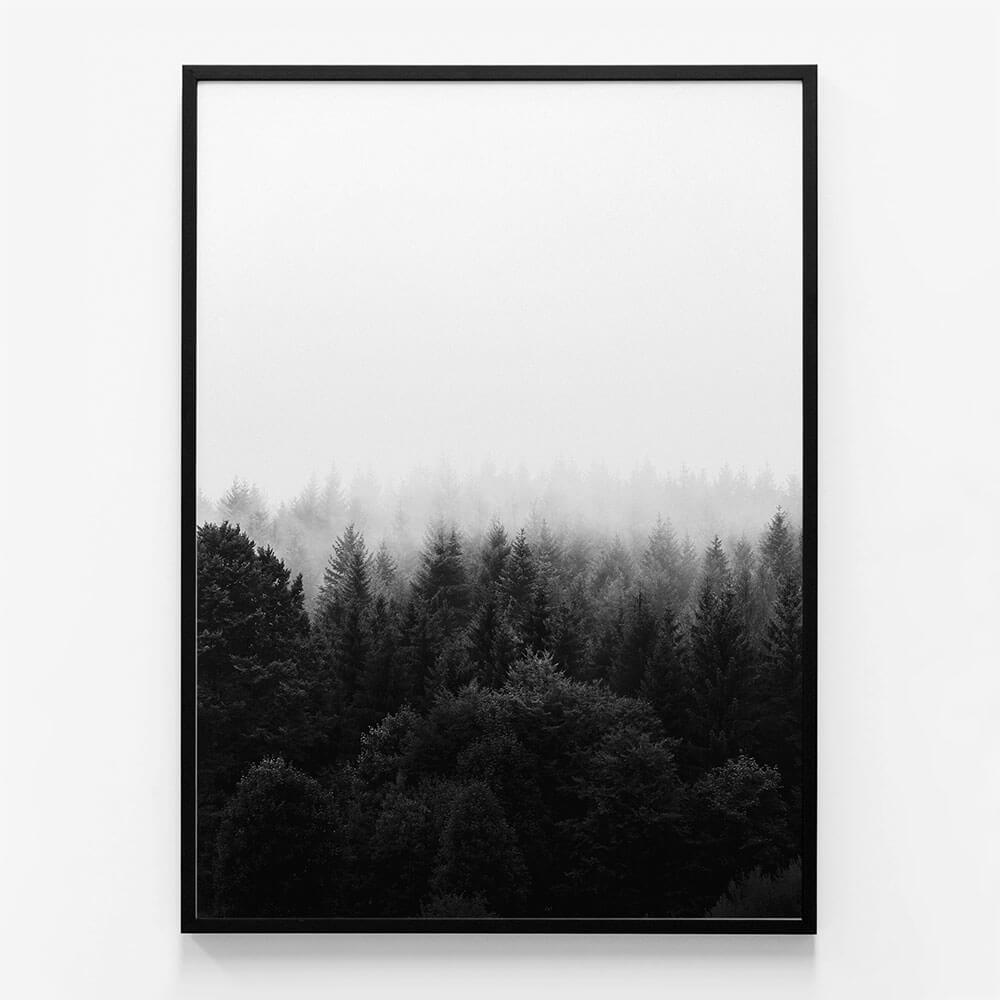 Black & White Forest