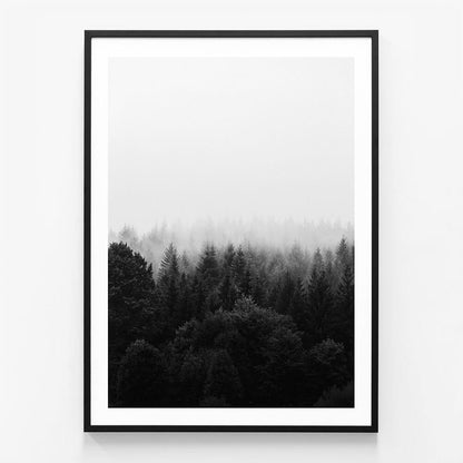Black & White Forest