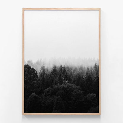 Black & White Forest
