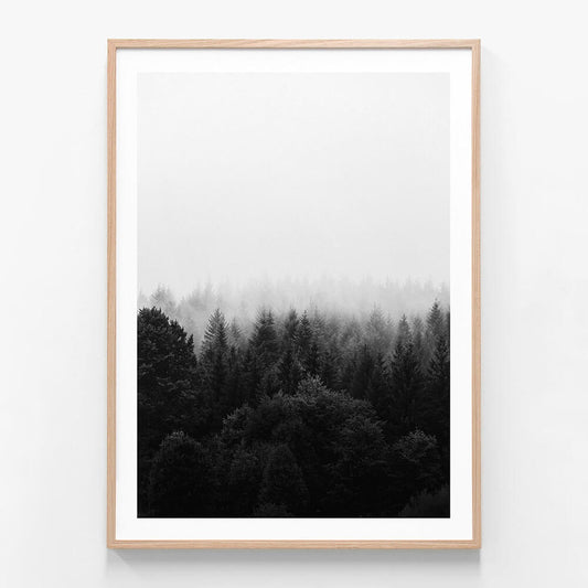 Black & White Forest