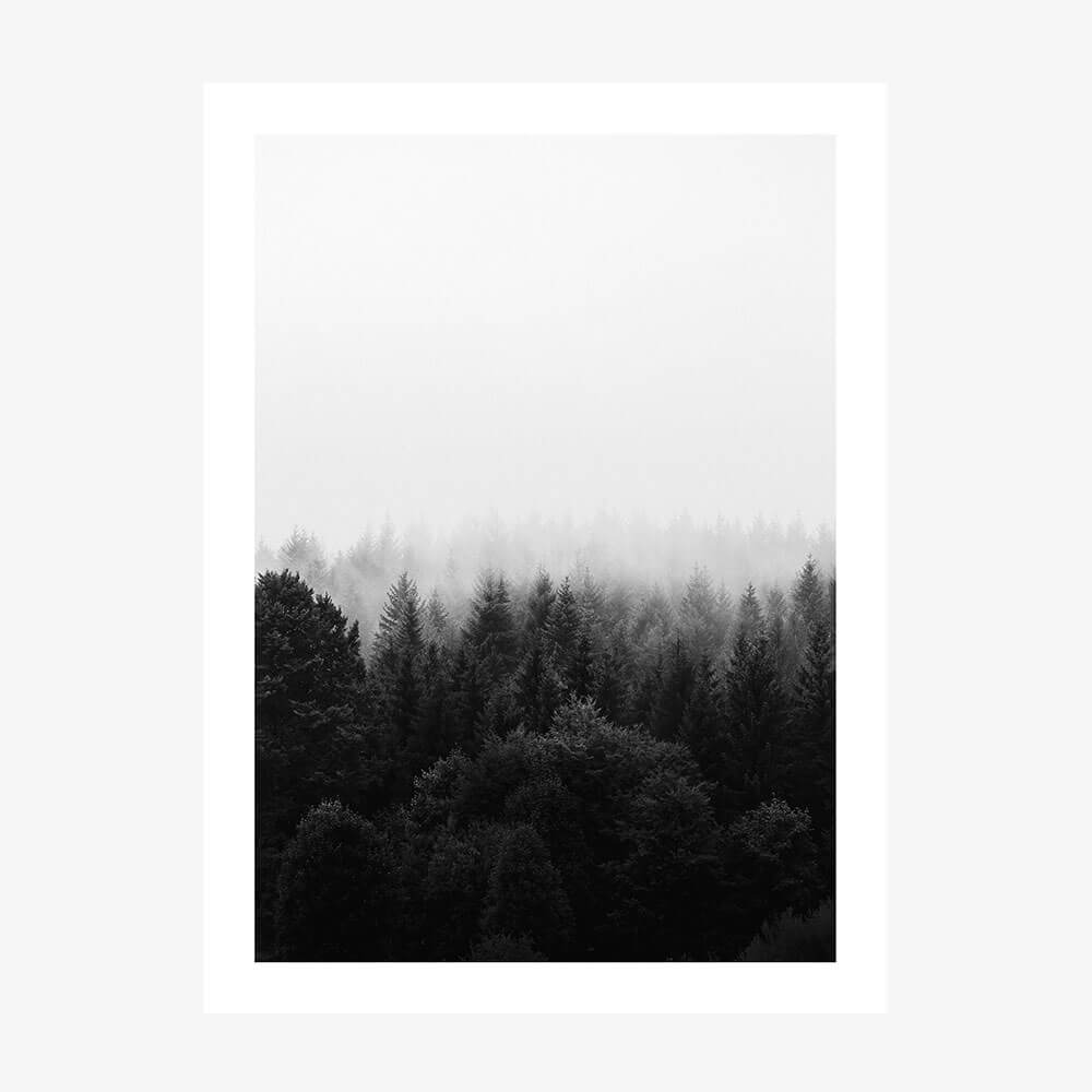 Black & White Forest