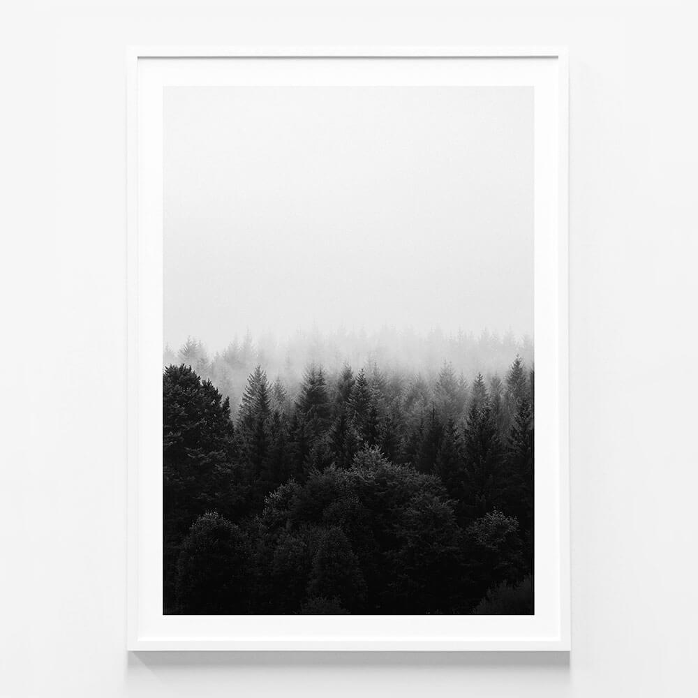 Black & White Forest