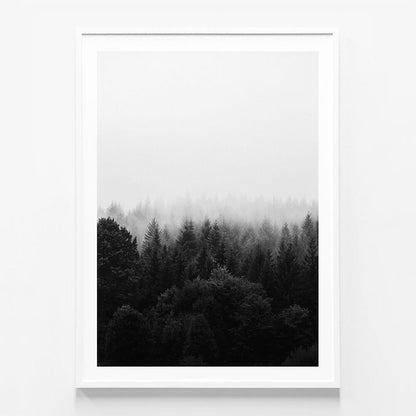 Black & White Forest