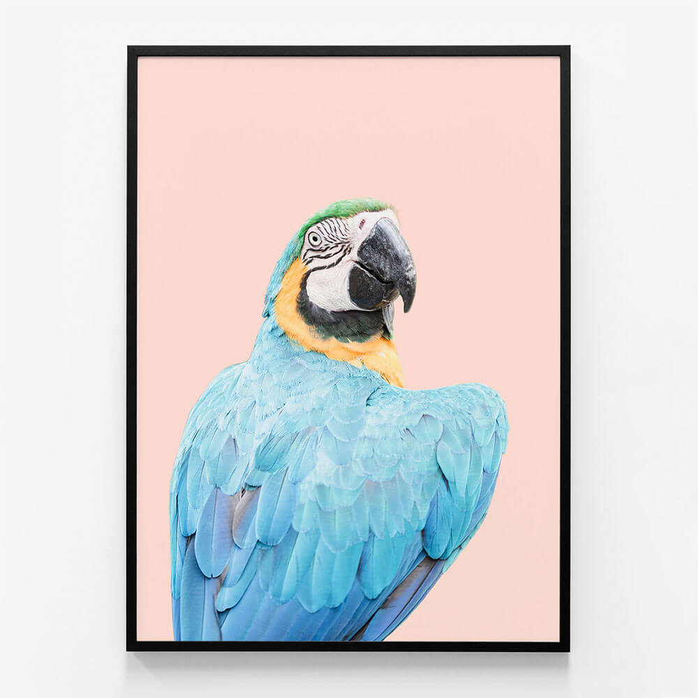 Blue Macaw