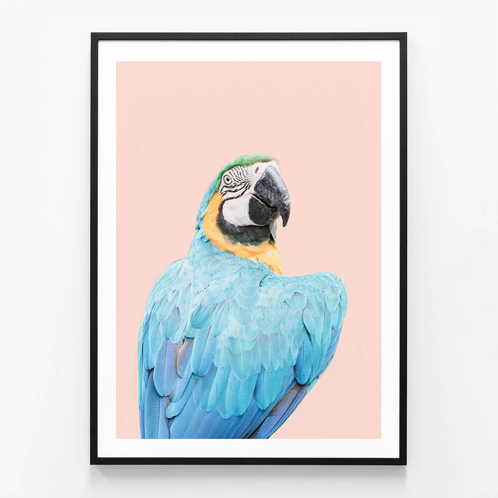 Blue Macaw