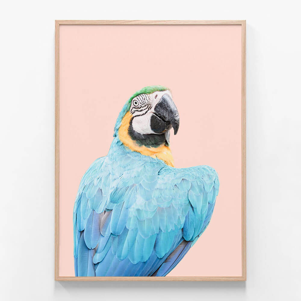 Blue Macaw