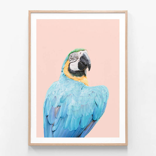 Blue Macaw