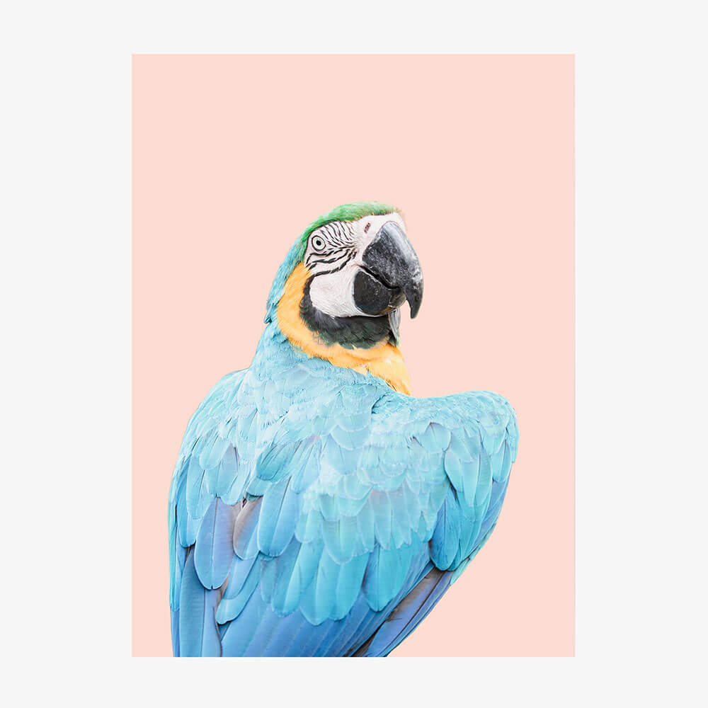 Blue Macaw