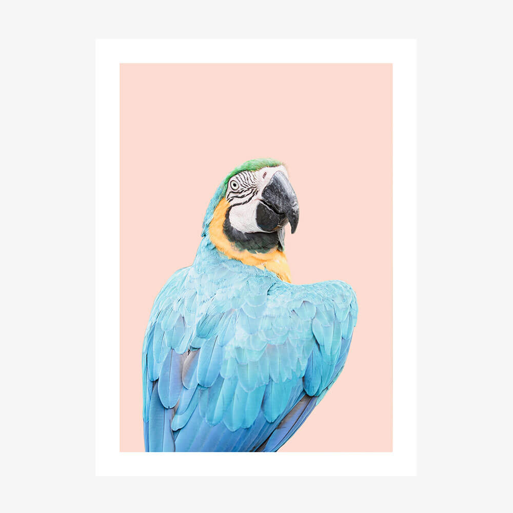 Blue Macaw