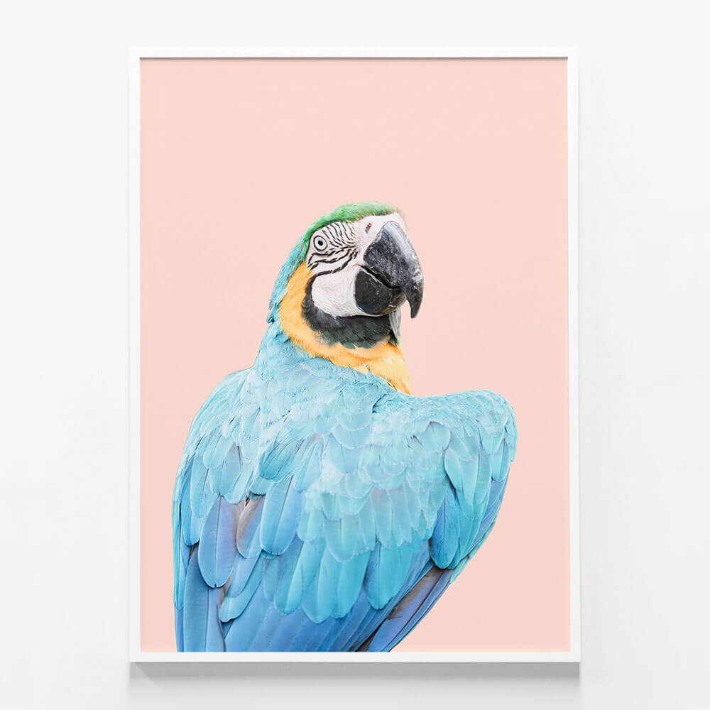 Blue Macaw