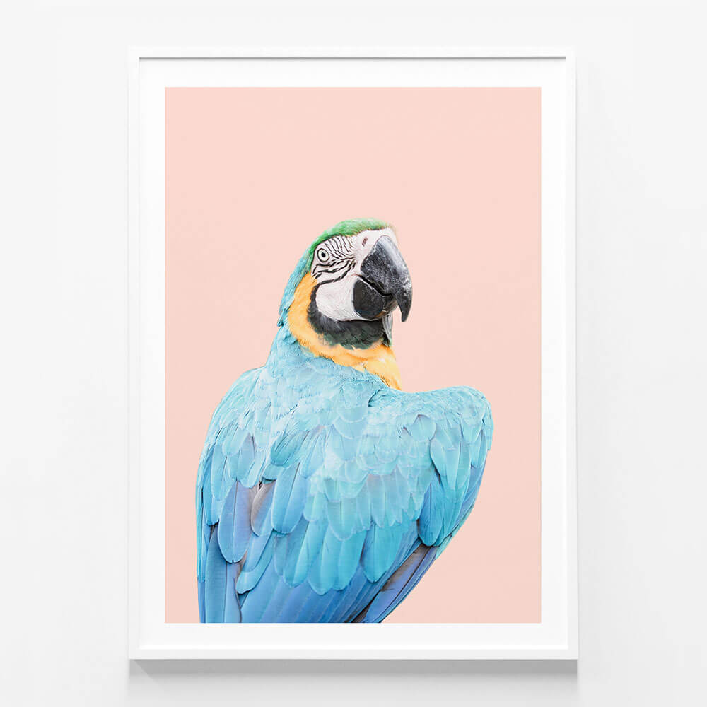 Blue Macaw