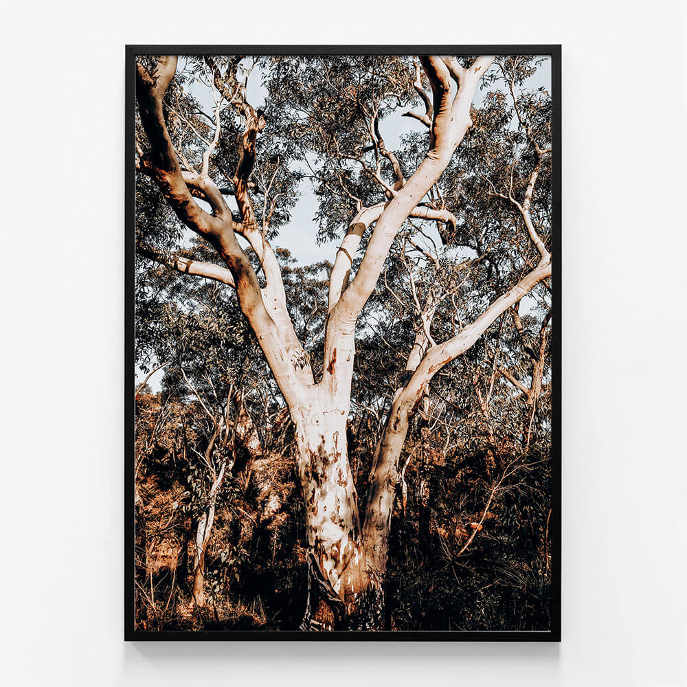 Blue Mountains Gum