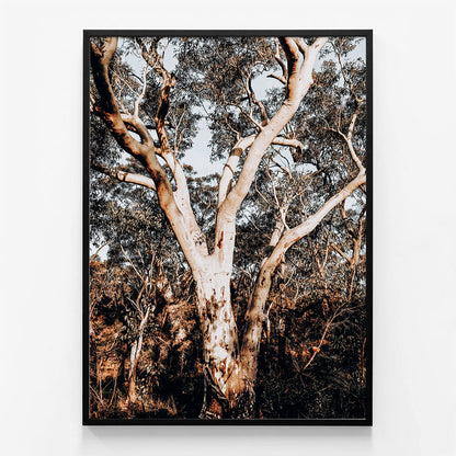 Blue Mountains Gum