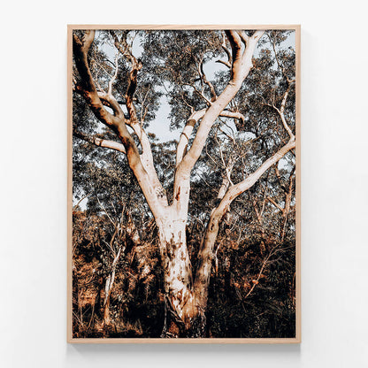 Blue Mountains Gum