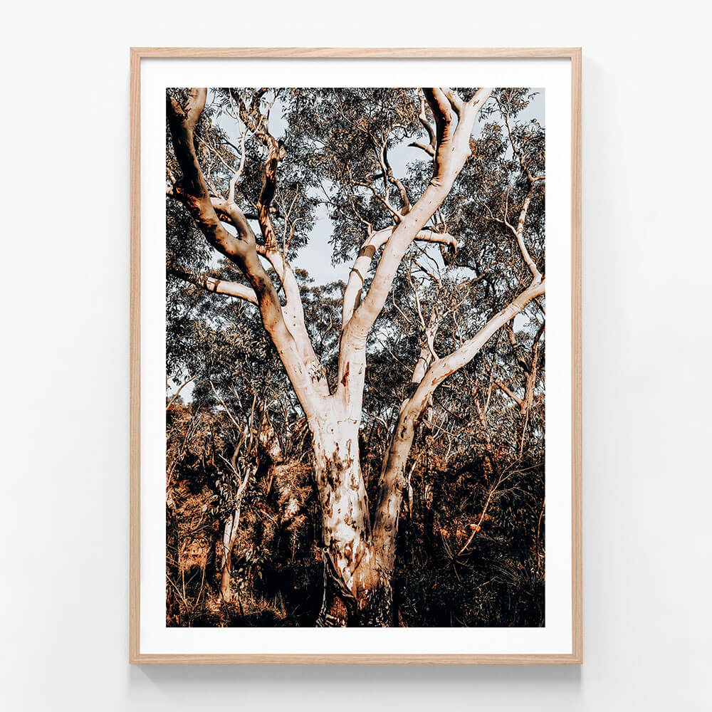 Blue Mountains Gum