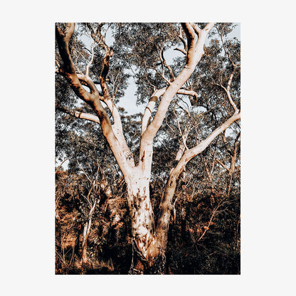 Blue Mountains Gum