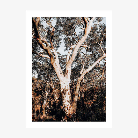 Blue Mountains Gum