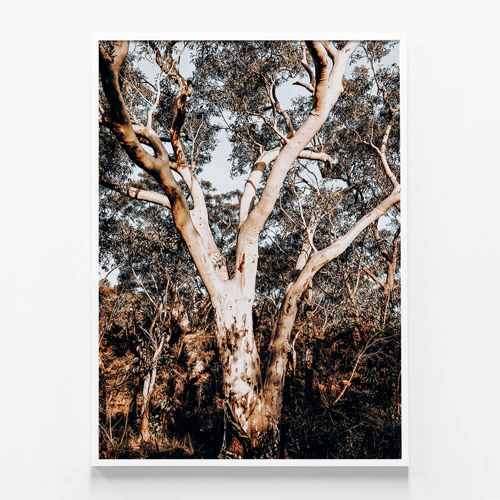 Blue Mountains Gum