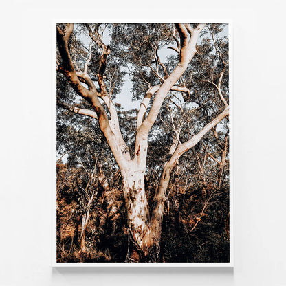Blue Mountains Gum
