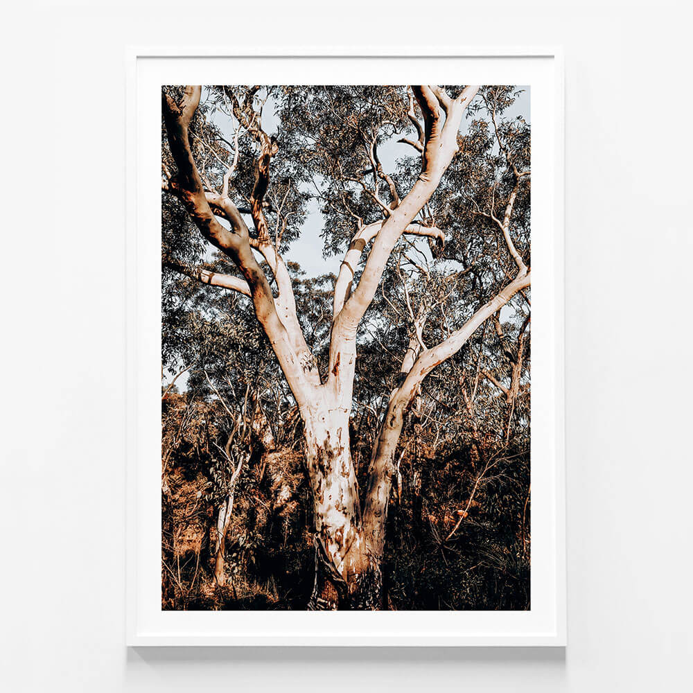 Blue Mountains Gum