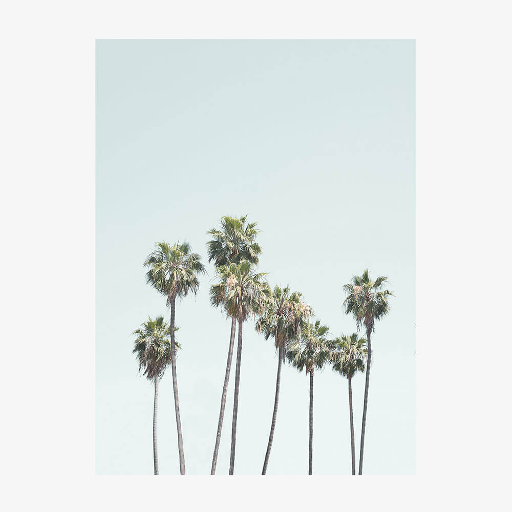 Blue Palm Trees