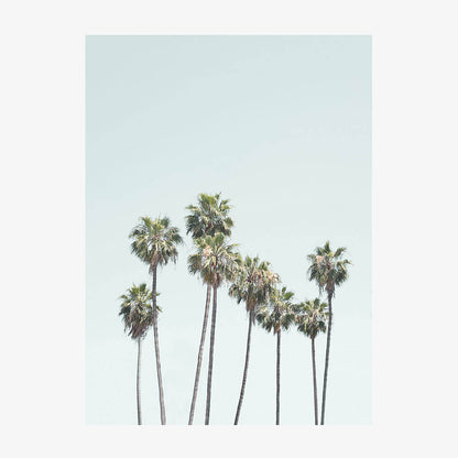 Blue Palm Trees