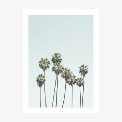 Blue Palm Trees