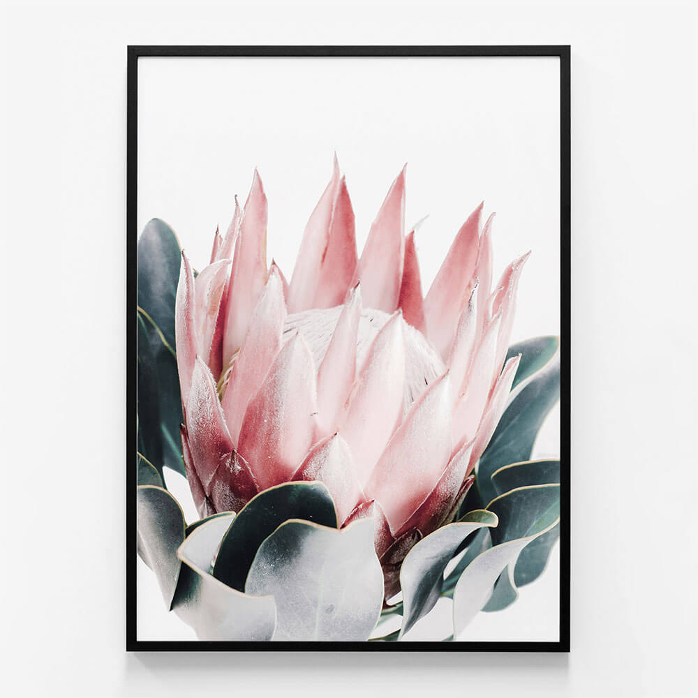 Blush Protea