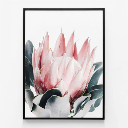 Blush Protea