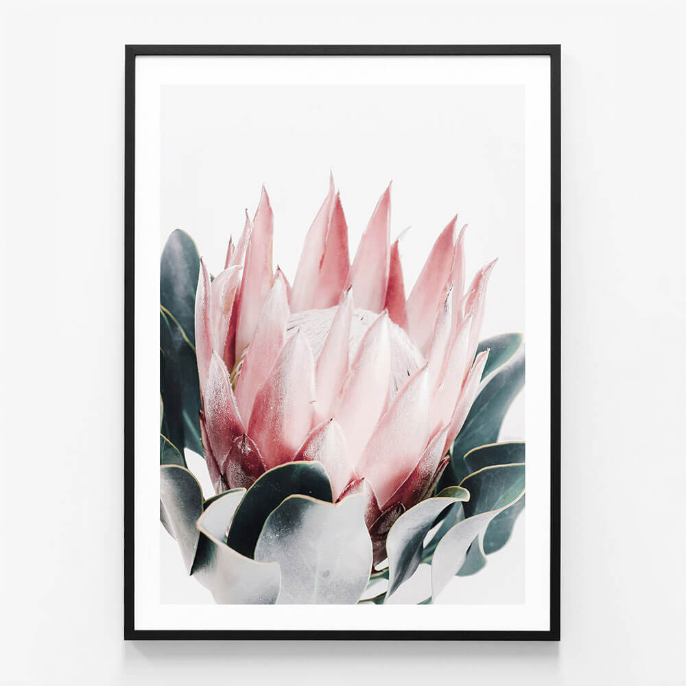 Blush Protea