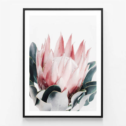 Blush Protea