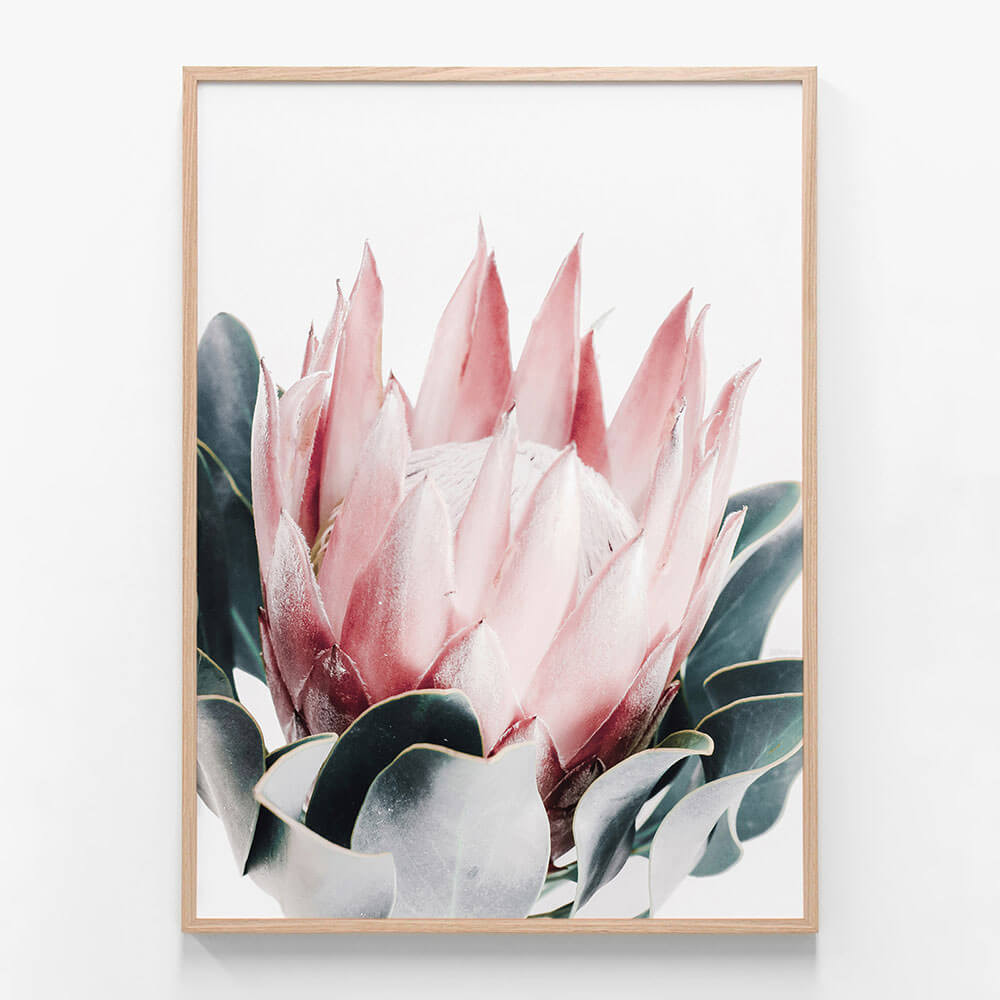 Blush Protea