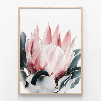 Blush Protea