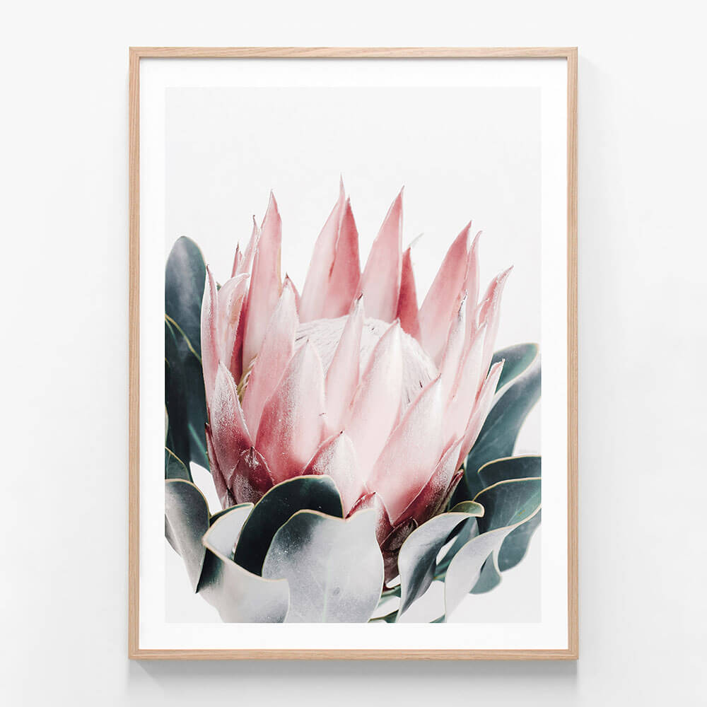 Blush Protea