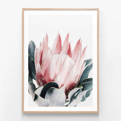 Blush Protea