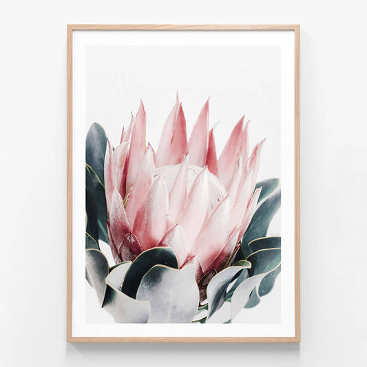 Blush Protea