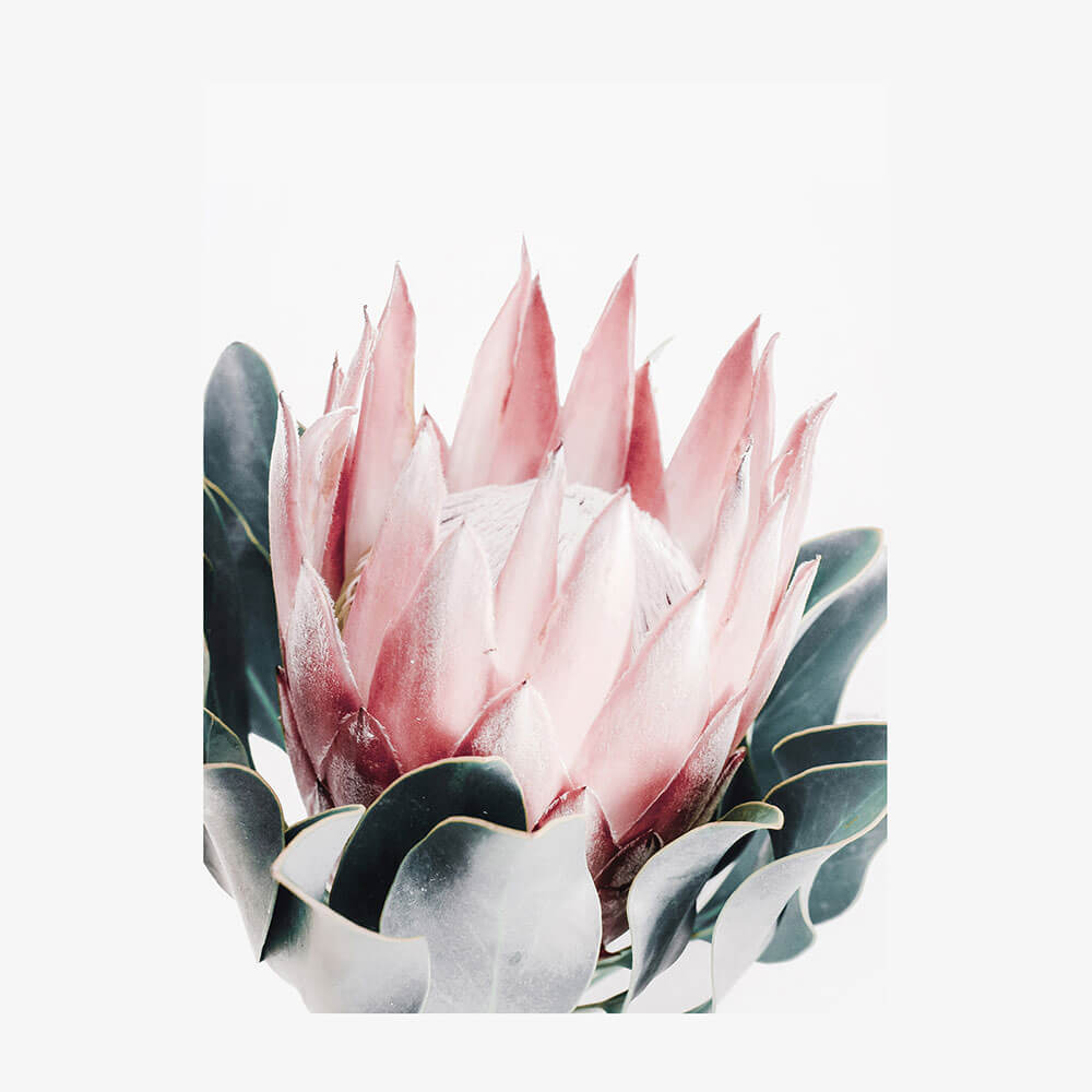 Blush Protea