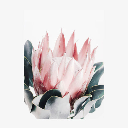 Blush Protea