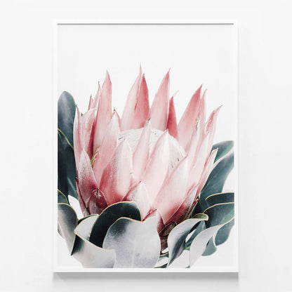 Blush Protea
